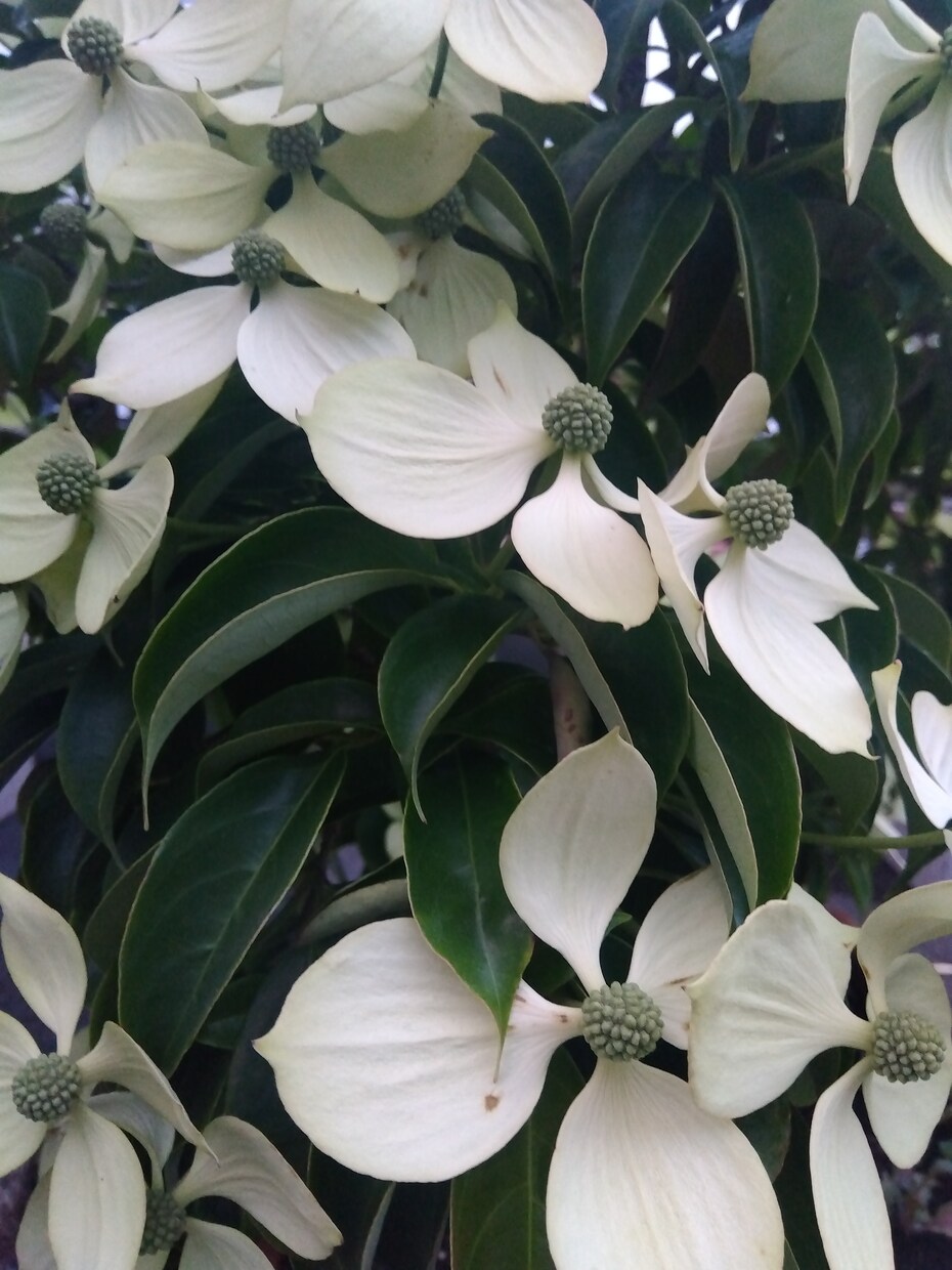 あなたにぴったりな花言葉選びます 可憐な見た目の花、堂々としている花。あなたの花は何かな？。 イメージ4