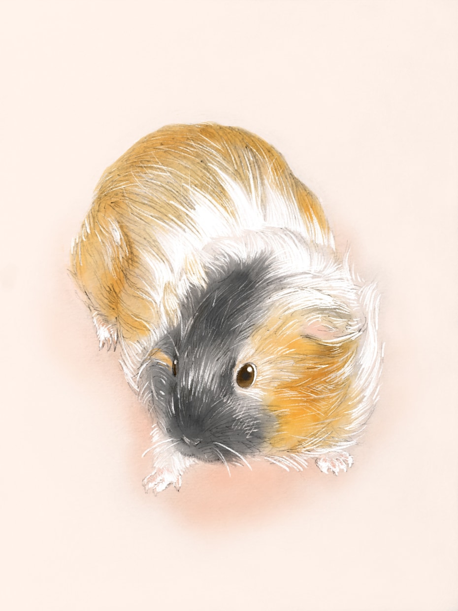 リアルタッチのペットの似顔絵描きます お写真から鉛筆とデジタル着彩であたたかい仕上がりに。 イメージ3