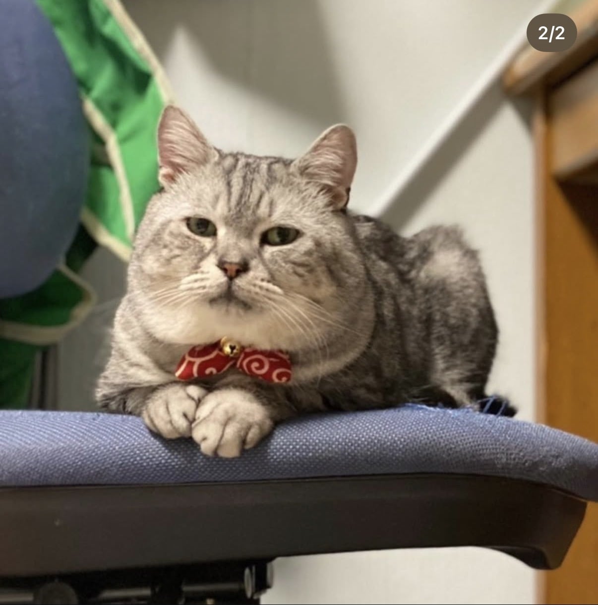 世界に1つペットで消しゴムはんこ作ります 家族であるわんちゃん猫ちゃんの消しゴムはんこ作ります イメージ5