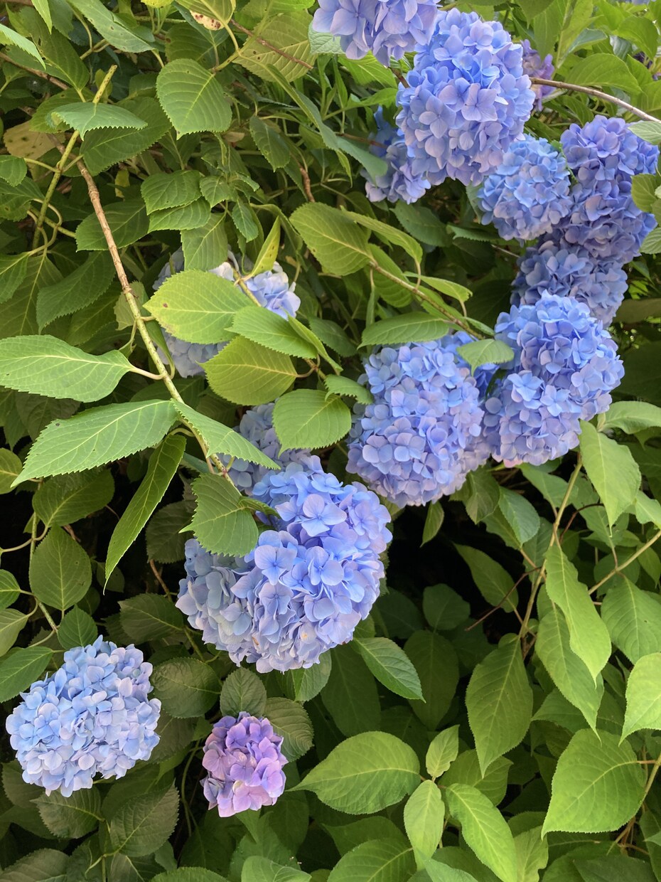 自然が好きな方々に空模様、植物の写真を提供します リラックスしたいときに見るキレイな景色の写真 イメージ6