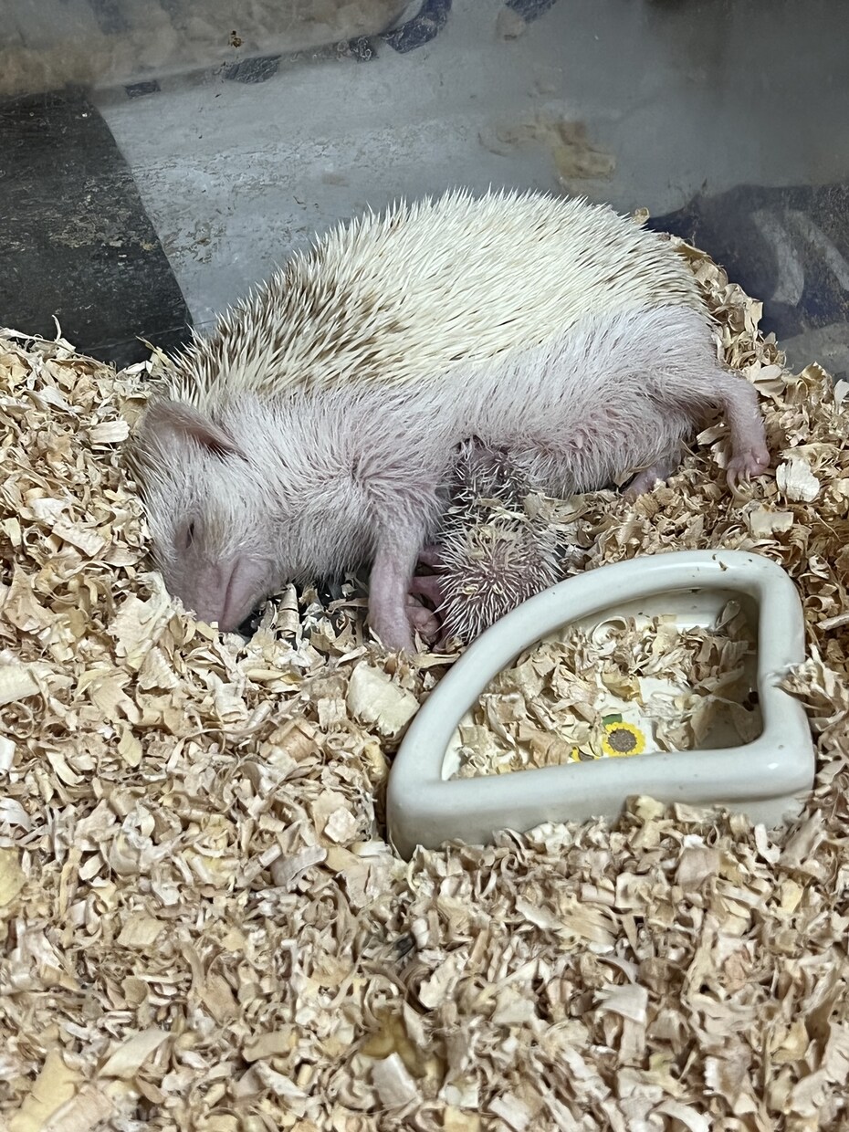初めてハリネズミを飼いたい人にアドバイスします ハリネズミブリーダー歴8年の実績を活かして飼い方をサポート！ イメージ4