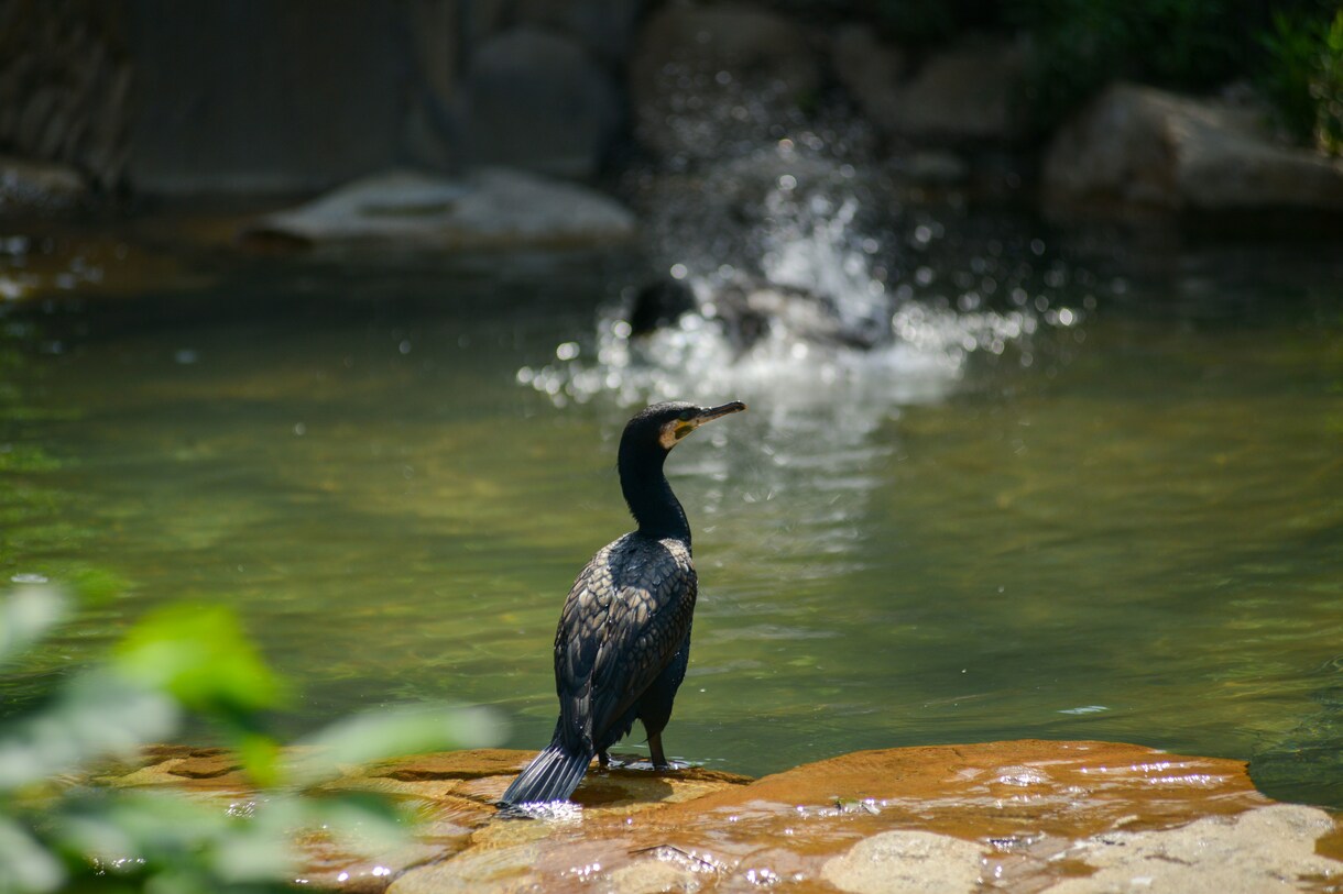 写真データ販売致します 鳥など自然を撮っております。色々な写真があります。 イメージ3
