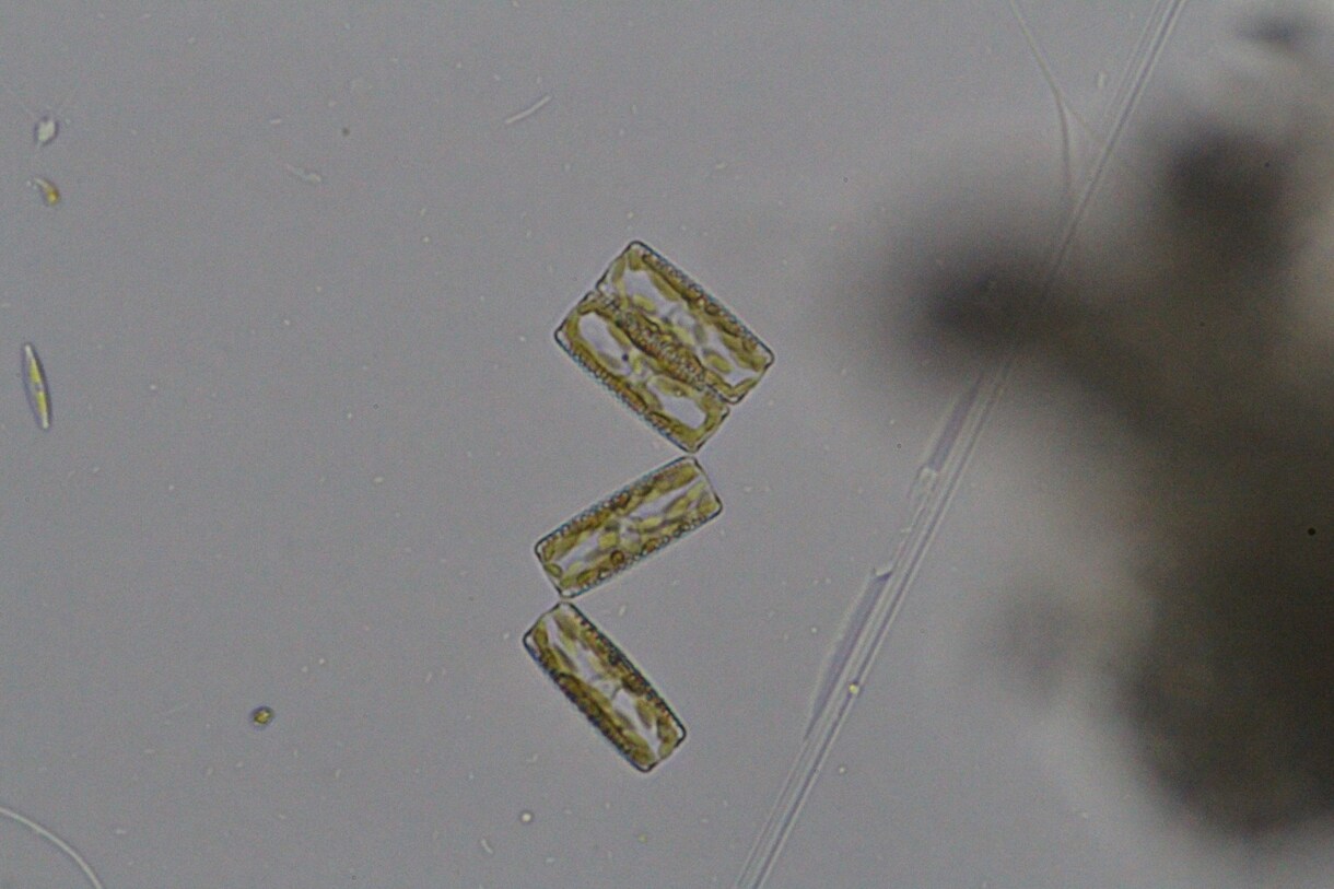 プランクトンの顕微鏡写真を提供します 元生物教師がミジンコやボルボックスの綺麗な写真を撮りました イメージ2
