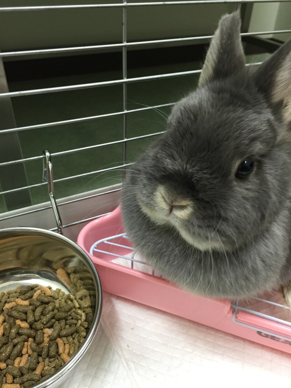 動物看護の専門学校・大学 中高生にアドバイスします 動物看護師の仕事内容とは。どんな方に向いているのか イメージ2