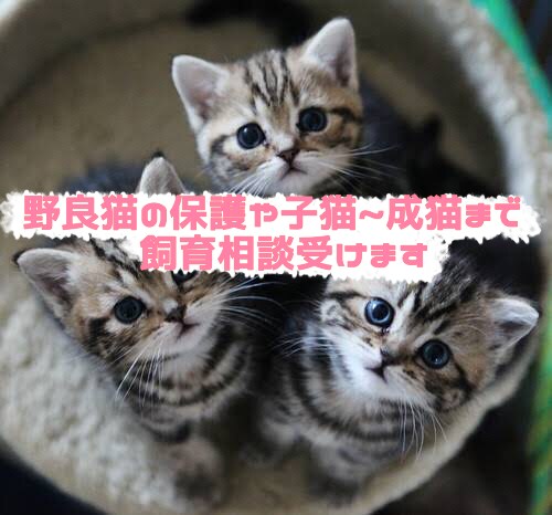 野良猫の保護や子猫~成猫まで１週間飼育相談受けます 目の開いていない子猫の保護経験があります。成猫2匹・子猫5匹 イメージ1