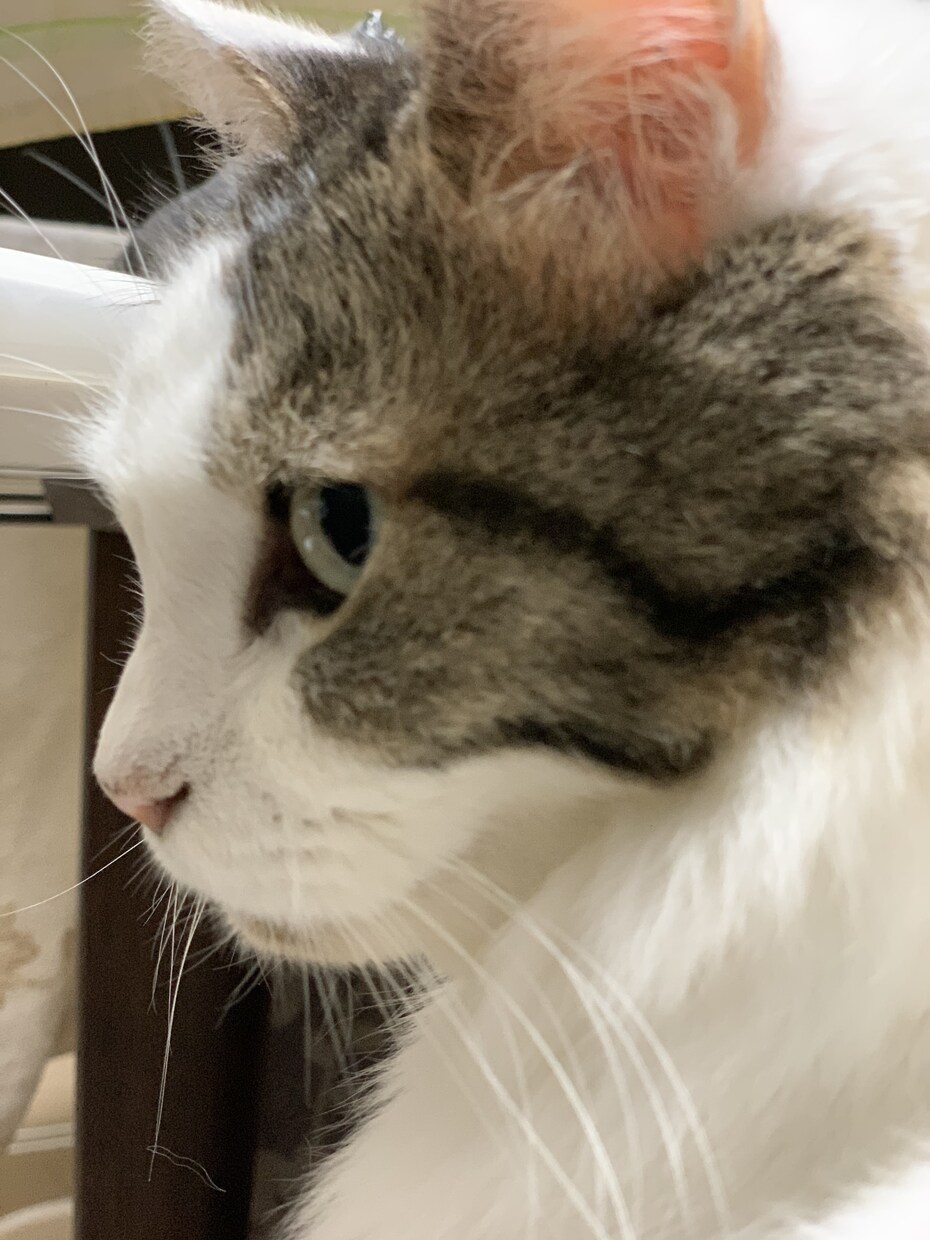 現役獣医師があなたのペットのお困りごと相談します このままでいいの？治療内容がわからない、アドバイスします。 イメージ1