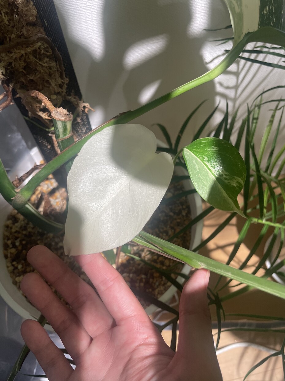 あなたにぴったりな観葉植物をご提案します 「この観葉植物、買って大丈夫？」を購入前に相談できます。 イメージ3
