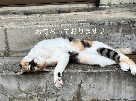 のろけ・自慢　全部ニャンと(ちゃんと)受け止めます のろけ 密かな楽しみ 自慢  推し活等　否定なし　安心してネ イメージ3