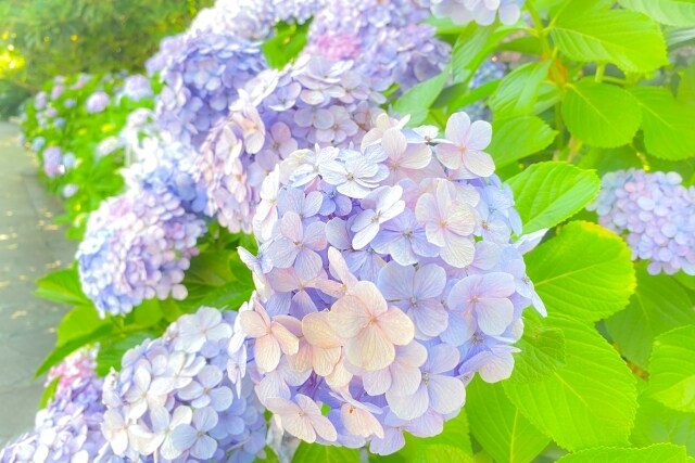 あなたが主役♡話相手に！何でもお聞きします 自慢 人間関係 コロナ さびしい イメージ7