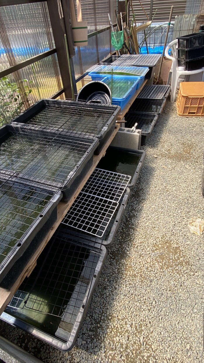ペットショップ店員がメダカの飼育お答えします 飼育について、夏、冬、季節の飼育、繁殖、稚魚管理、商品など イメージ2