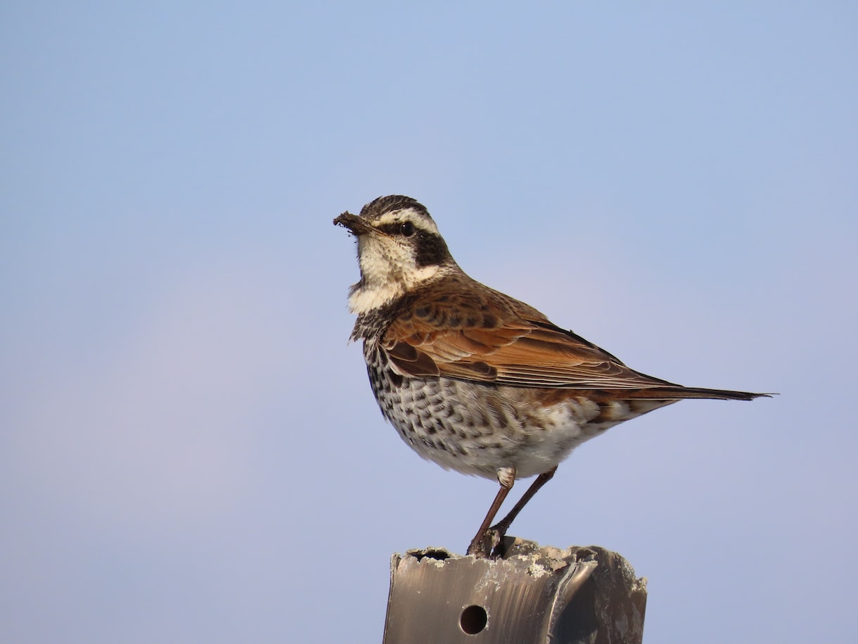 あなたにぴったりの野鳥観察地を探します バードウォッチング初心者の方の探鳥地選びをサポート！ イメージ1