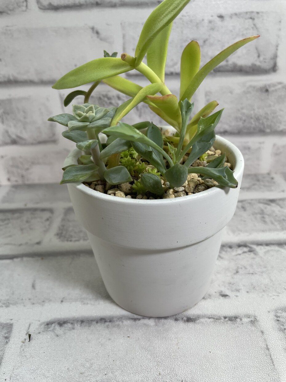 観葉植物類管理相談(2ジャンル)承ります 多肉植物、エアプランツ、観葉植物から2ジャンルok イメージ2