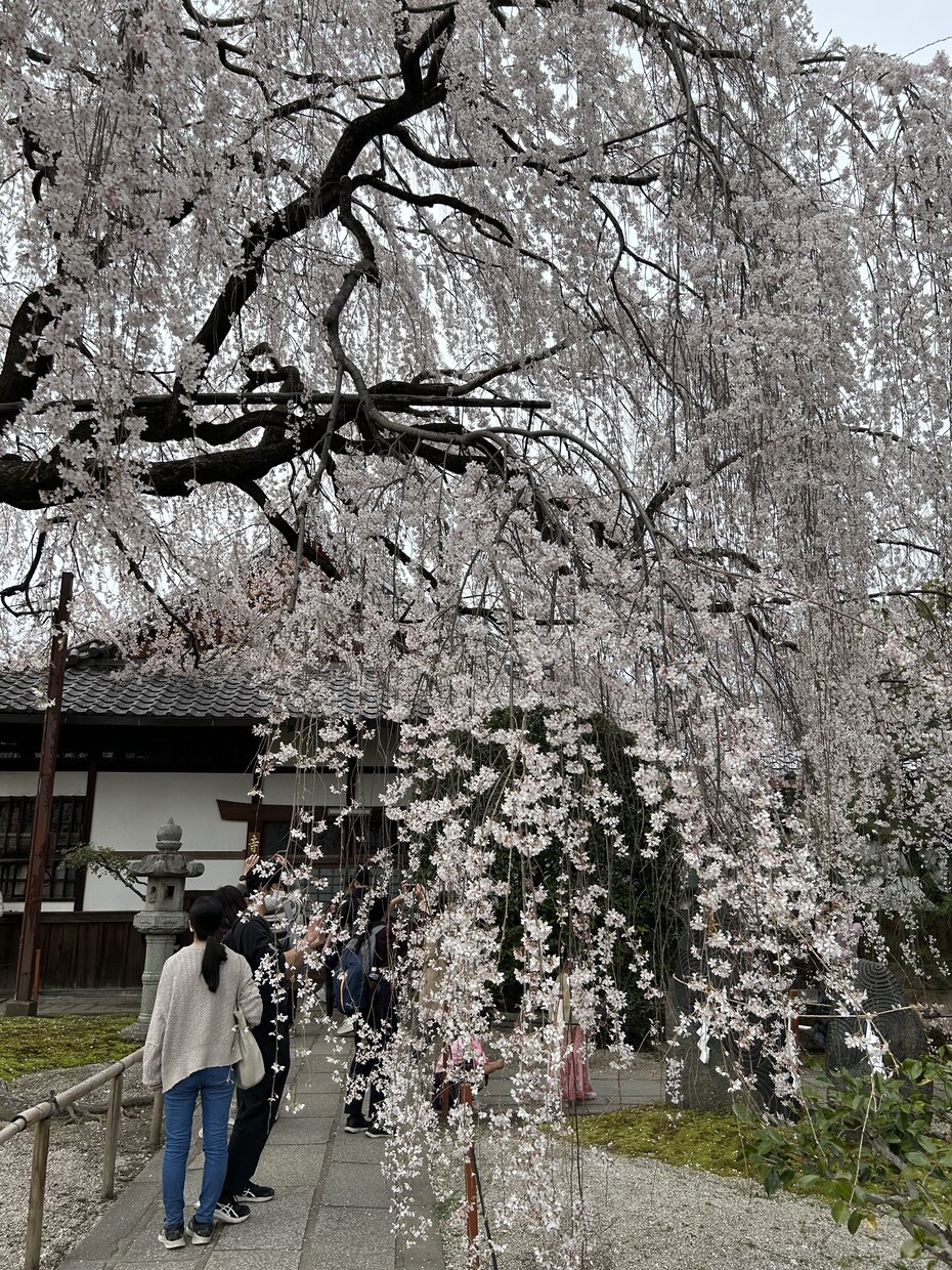 京都記事を取材・撮影・構成から一括制作します 京都観光15年、現地取材・写真撮影・記事制作まで対応 イメージ3