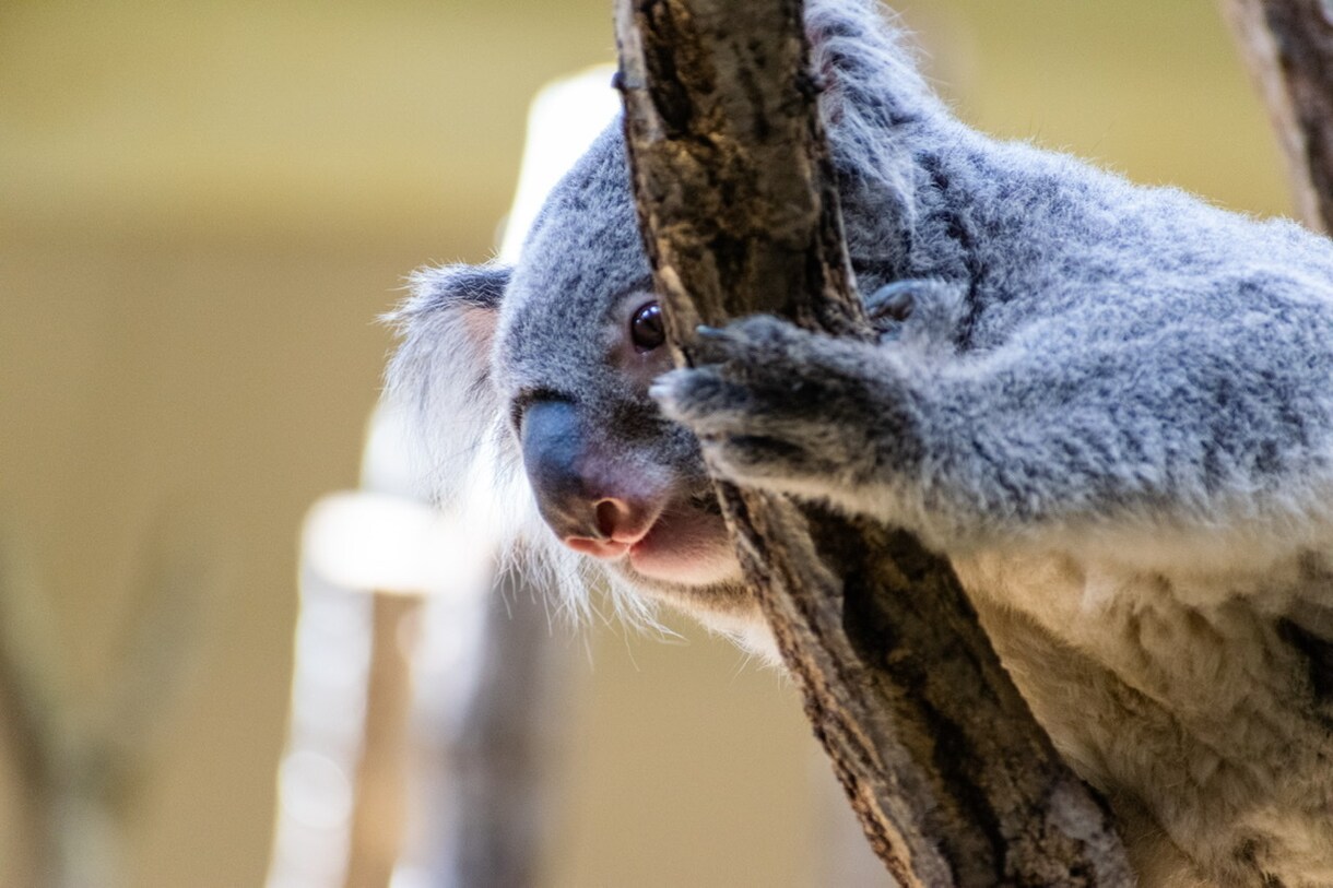 東山動物園の可愛い動物の写真を撮ります 可愛らしい動物の写真で癒されたい方へ イメージ3