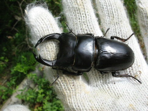 天然オオクワガタの採集方法（樹液・洞採集）教えます クワガタの採集のうち困難なオオクワガタの樹液採集方法です