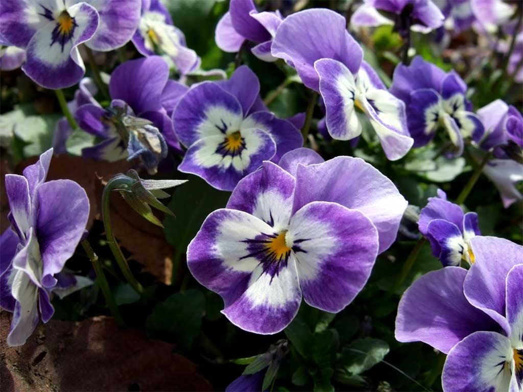 アニマルコミュニケーションをやります ペットの思っている事を詳しく読み取ります。 イメージ2