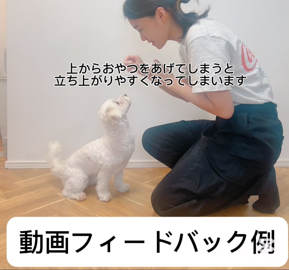 愛犬との暮らしを楽にする提案します 思い悩んでしまう前に一度相談しませんか？ イメージ2