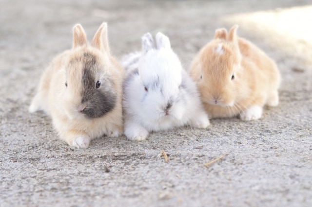 脱力系で癒し仕事鑑定行います とにかく頑張りたくない、一ミリも努力したくない方へ イメージ9
