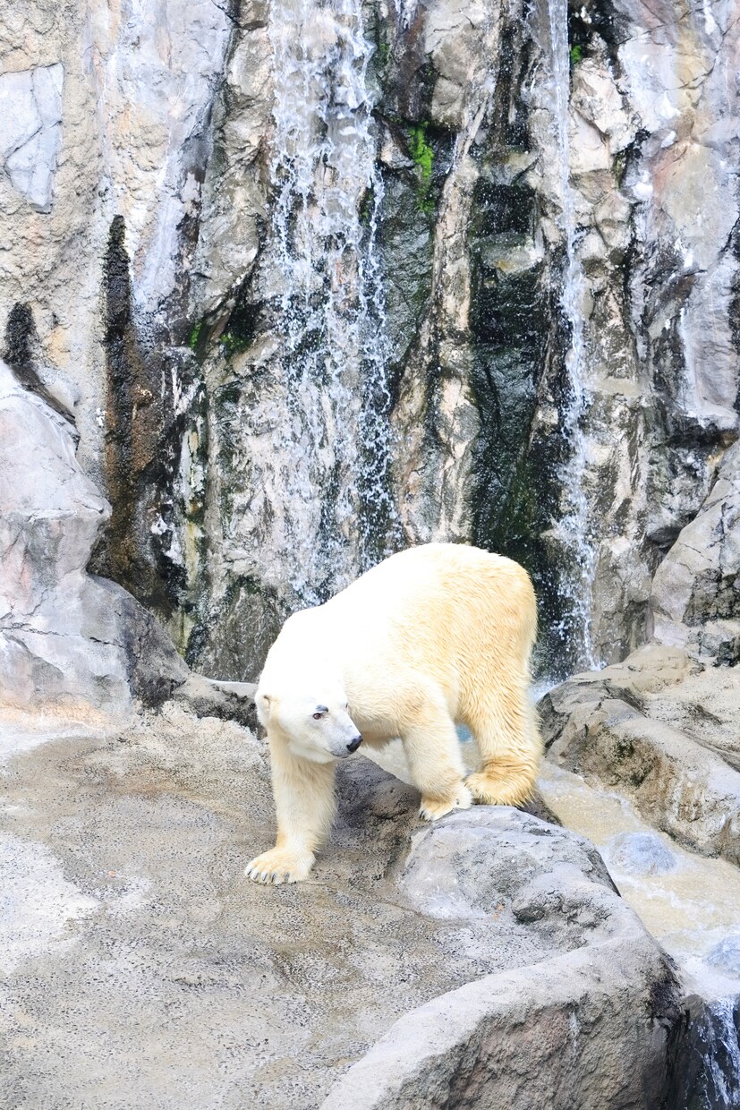 動物写真がうまくなりたい方へ教えます 基本的なカメラの設定をレクチャーします イメージ1
