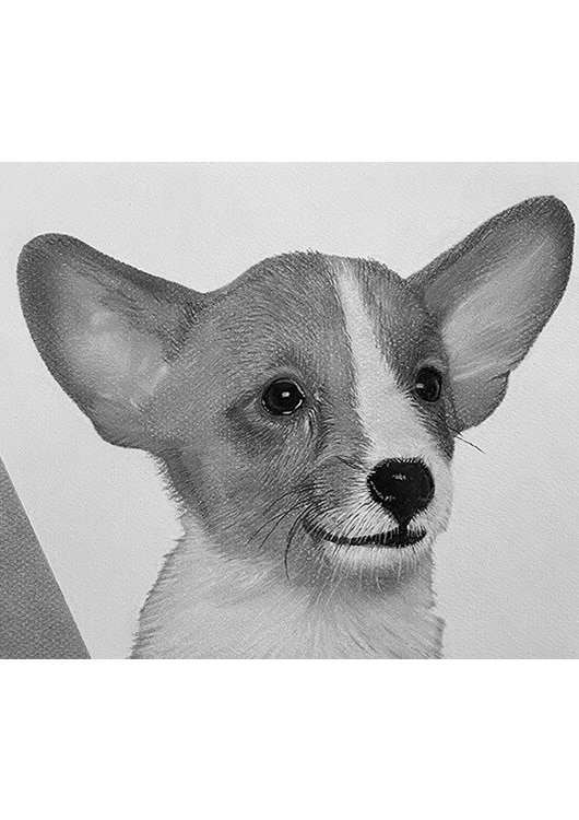 猫、犬等ペットの似顔絵をモノクロでリアルに描きます 鉛筆画、パステルなどで白黒の小動物を写真のように描きます イメージ9