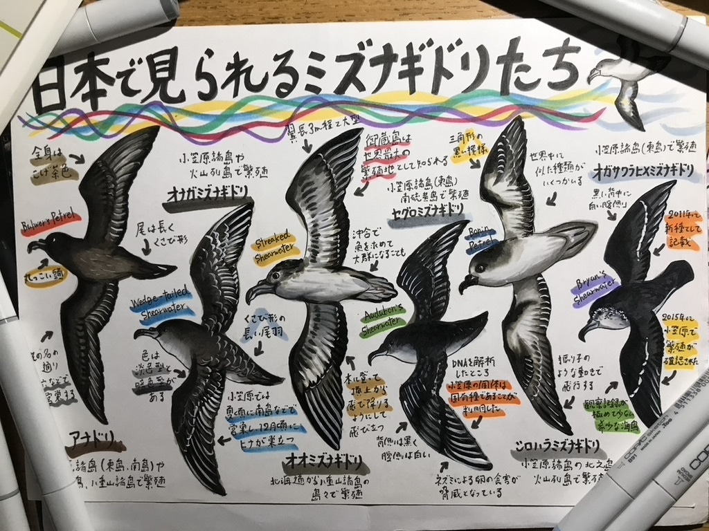 海洋生物のイラスト描きます 小さな魚から大きなクジラまで、種類色々お任せください！ イメージ6