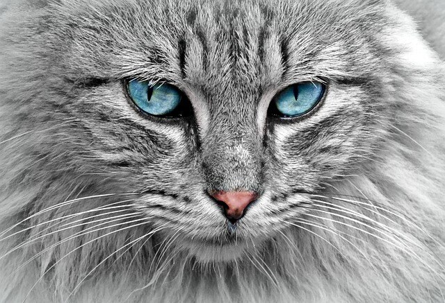 猫ちゃんに次世代の量子レイキヒーリングを施術します 猫専門。飼い主様と一緒に施術するオプションもあり イメージ1