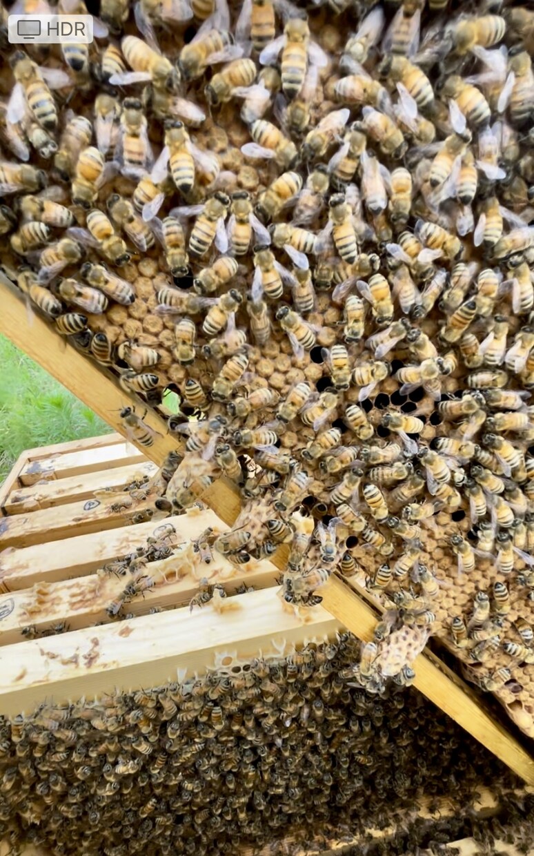 養蜂に挑戦したい！！西洋蜜蜂☆自然養蜂教えます 養蜂の始め方、副業にしたい方、蜜蜂や蜂蜜が好きな方☆ イメージ5