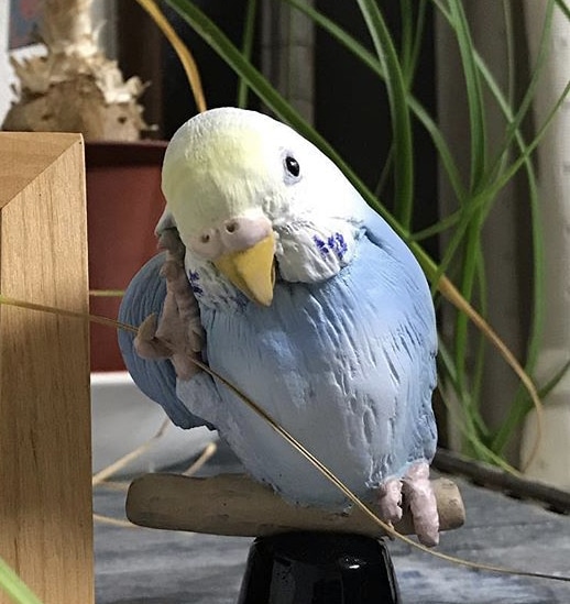 ペットの人形【大】を紙粘土で造ります 飼っている、または飼っていたペットの思い出を形にします。 イメージ8