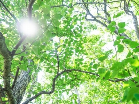 ケルトの森からのメッセージお伝え致します 今のあなたへ必要なメッセージをお届け。 イメージ1