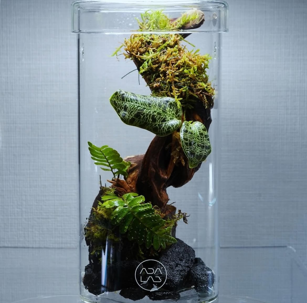 パルダリウム・テラリウム・苔リウムを作成します パルダリウム・テラリウム・苔リウムを作成します。 イメージ3