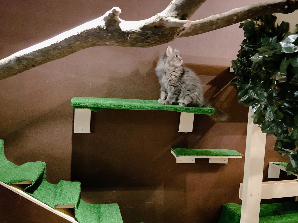 猫ちゃんの画像を格安で提供します お好みのねこちゃんの行動を写真で撮ってご提供します。 イメージ2