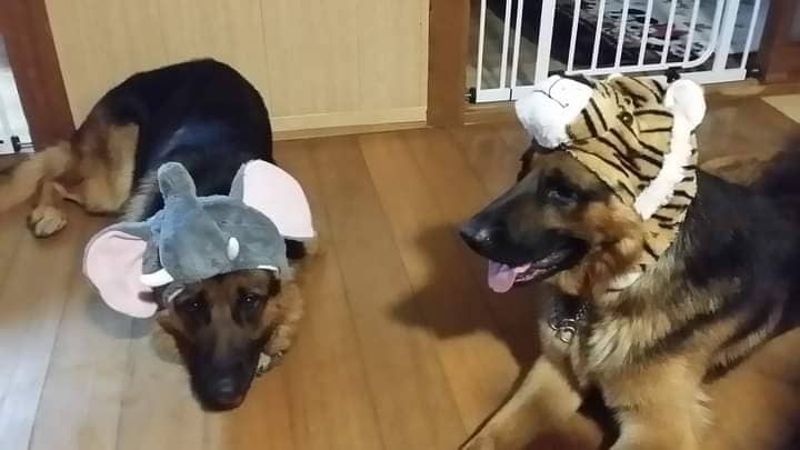 愛犬の成長過程のお悩みアドバイスします 初めて犬を家族としてお迎えされた方。☆★プロがサポート☆★ イメージ2