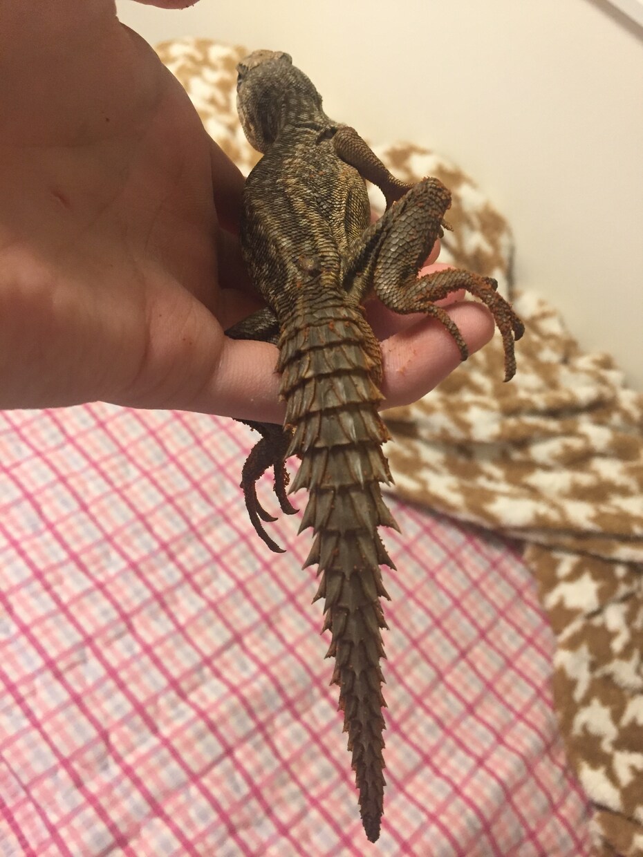 飼い方の載ってない虫や爬虫類の飼い方教えます ネットで探しても無いような虫や爬虫類その他諸々の飼育など！ イメージ1