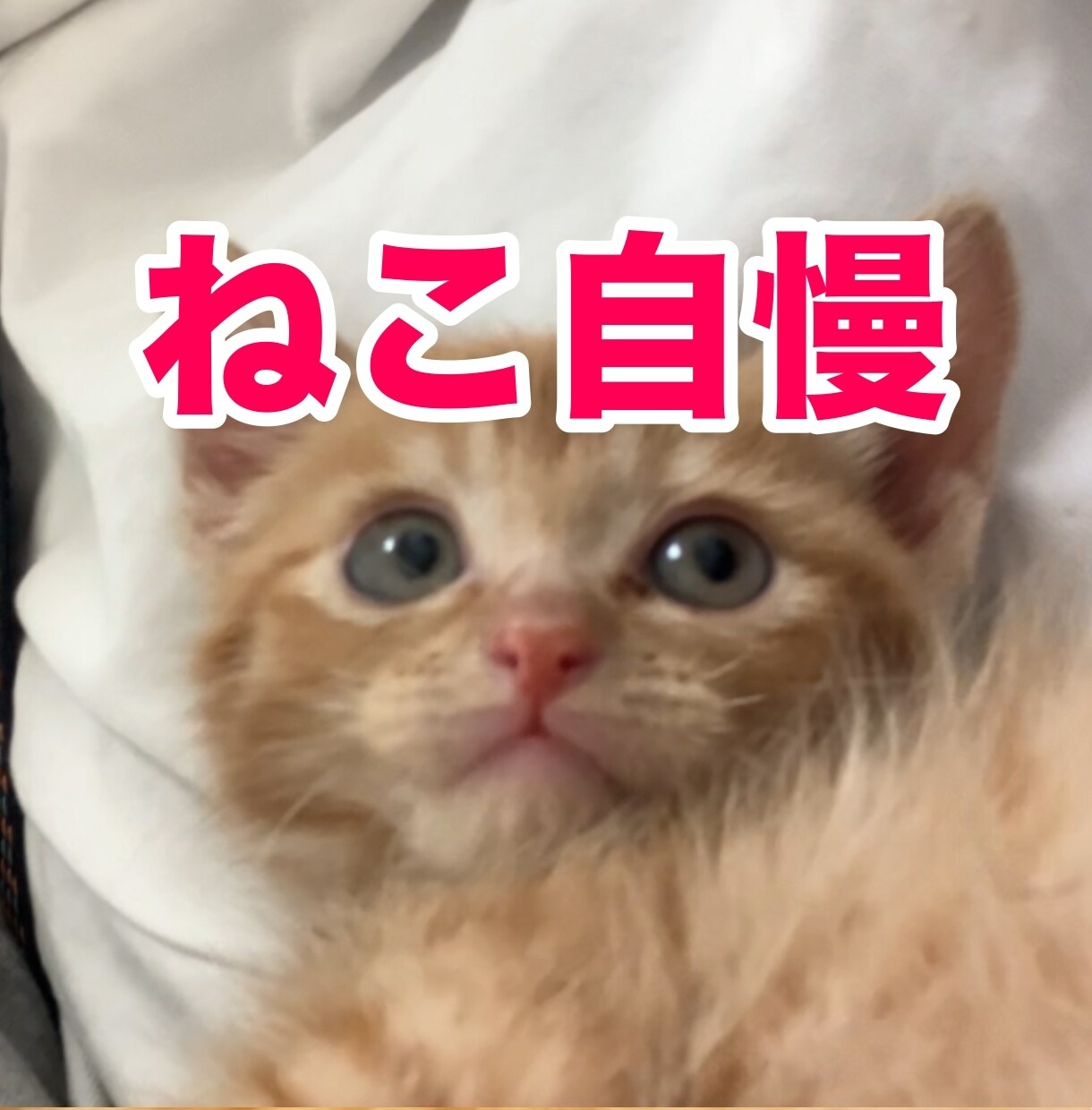 うちの子がいちばん！愛猫の自慢話聞きます 愛猫とのエピソード、特技、猫愛なんでもお話しください♪ イメージ1