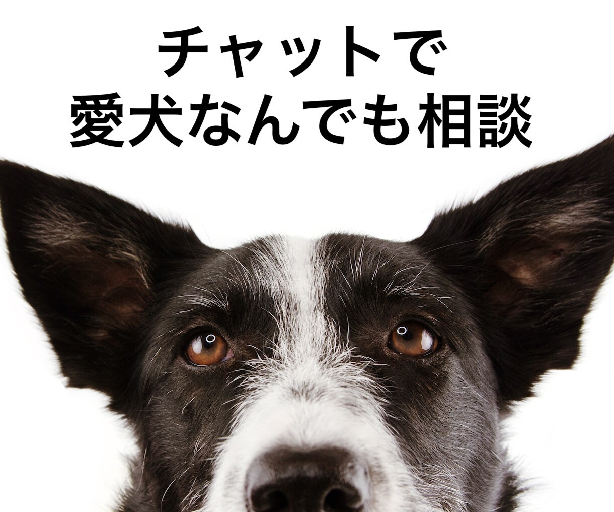 チャットで愛犬のことなんでも相談に乗ります 「愛犬にとっての幸せ」って何でしょう? イメージ1