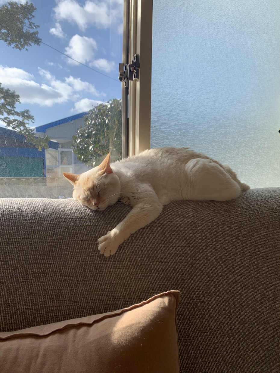 猫の悩み聞きます ご家族で野良猫に入れ込んでいて手に負えない方必見 イメージ1