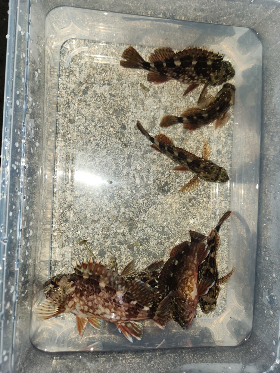 釣りを始めてみたい方の質問お受けします 釣具屋勤務による生の情報をお届けします。 イメージ3