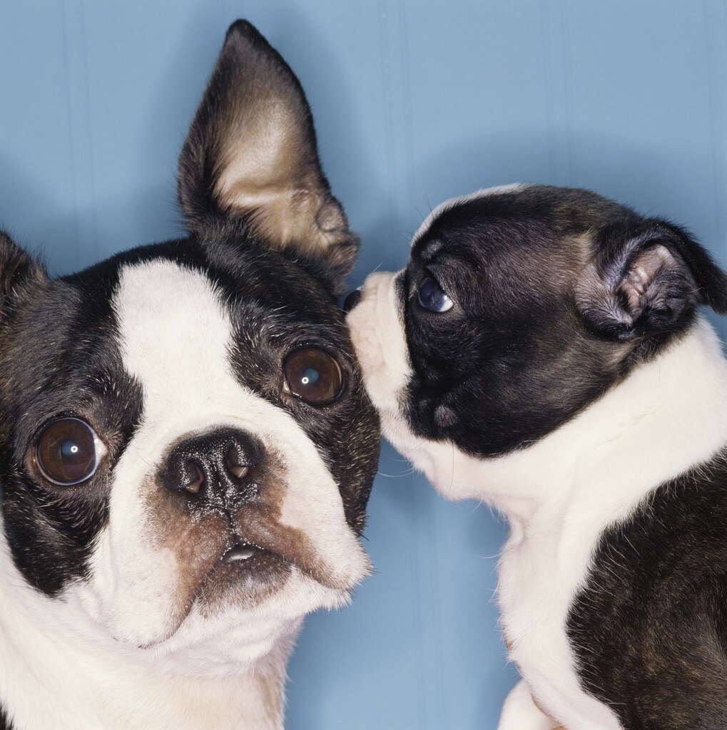 愛犬の悩み事、お聞きします 実績15年！愛犬に関する悩みをぜひ聞かせてください イメージ1