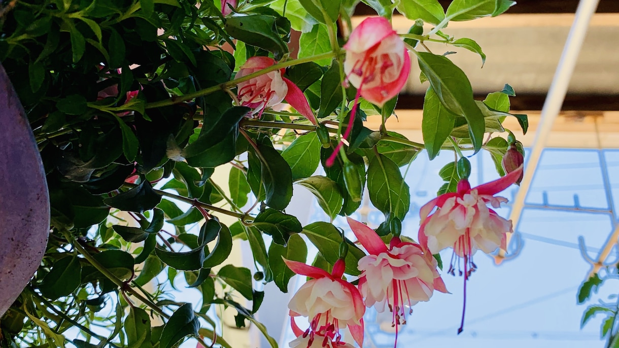 作れない方貴方の代わりに寄せ植えを作ります お庭や玄関を寄せ植えで華やかにしませんか。 イメージ10