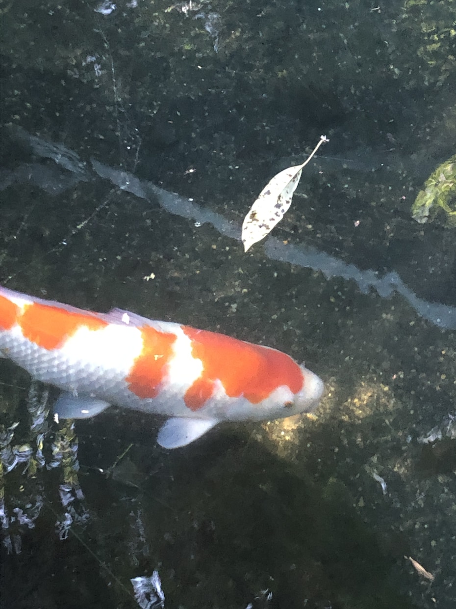 好きな人の気持ち占います あなたが不安に思っていること、占います！ イメージ1