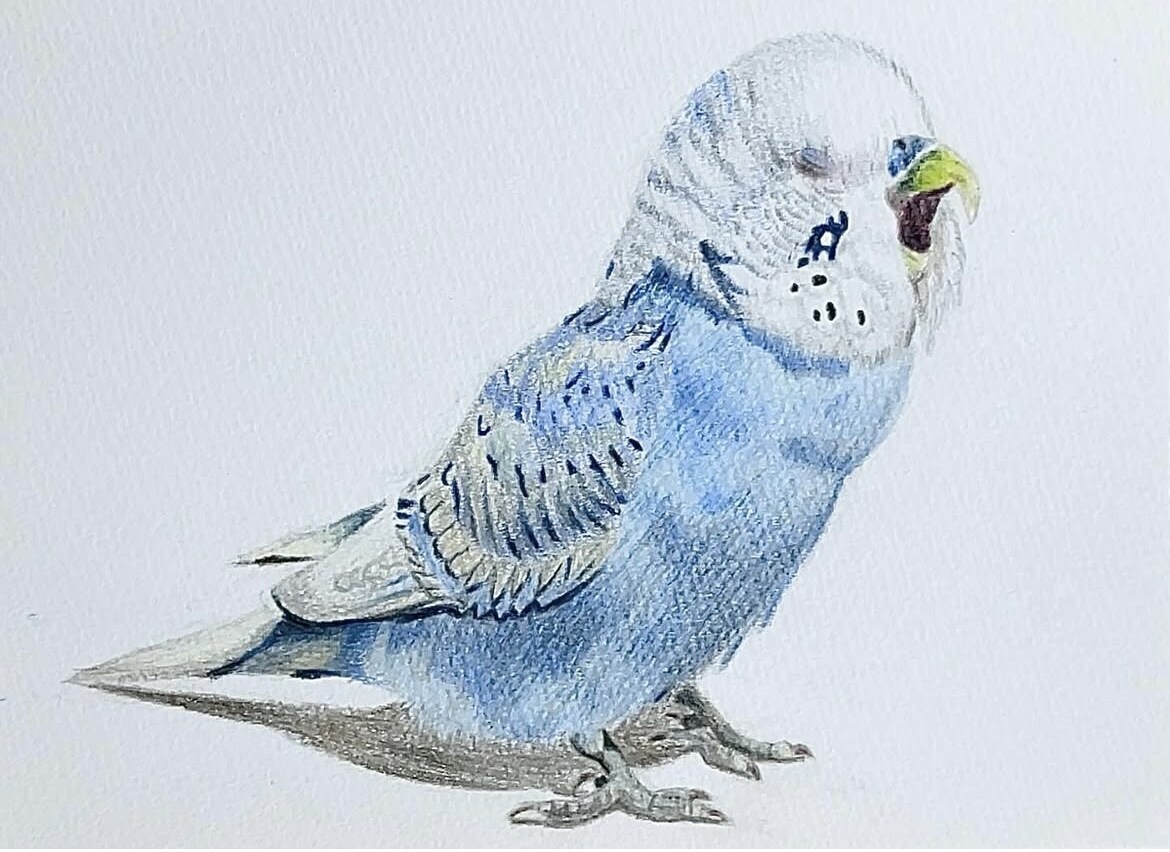 ペットの似顔絵を描きます 色鉛筆のアナログイラストで心温まる一枚をお届けします！！ イメージ3