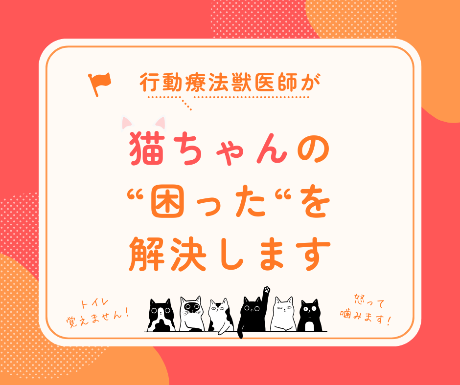 行動専門獣医師が猫の"困った行動"を解決します ★出品記念の為、初回3名まで最低価格でお受けします★ イメージ1