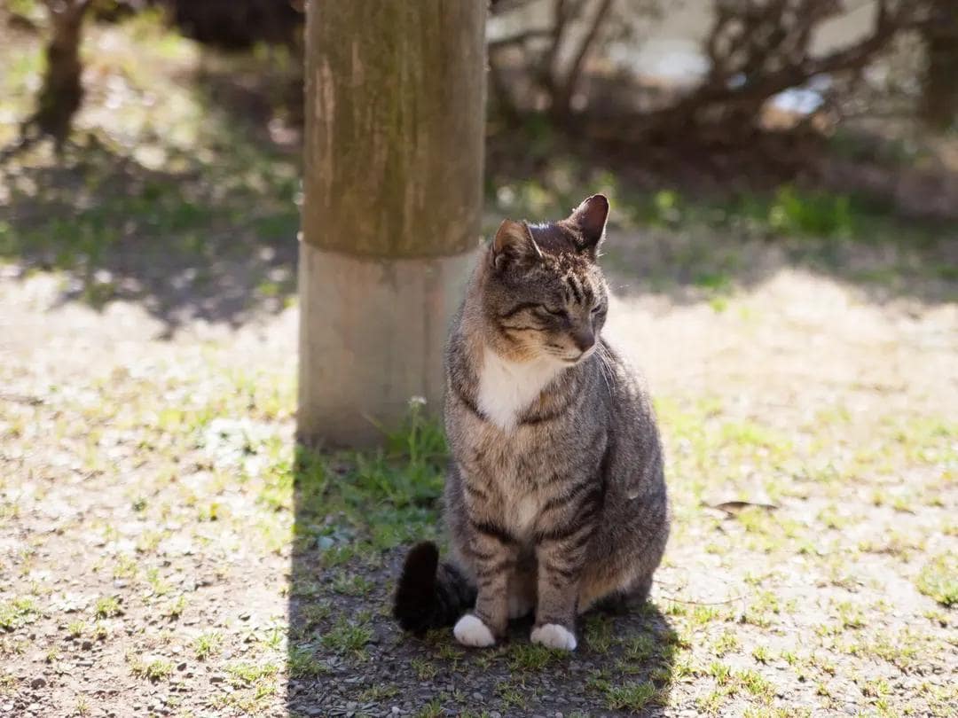 横浜でペット撮影　いつもの自然な姿を写真に残します お散歩中の自然な表情をやさしく撮影します。 イメージ3