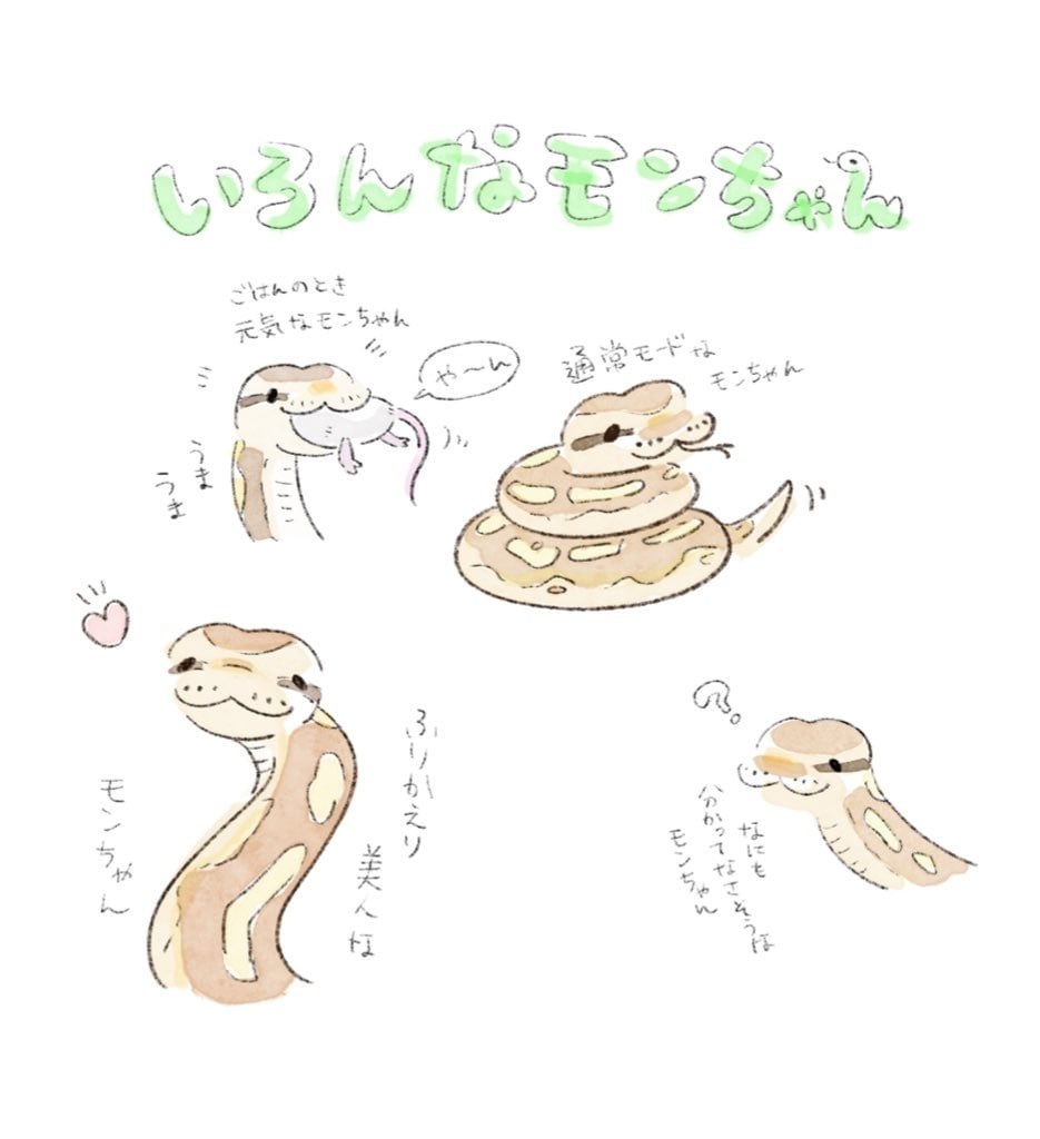 小動物、爬虫類、犬、猫…etcペットお描きします ゆるふわで可愛く大切なペットちゃんたちをお描きします❁¨̮ イメージ3