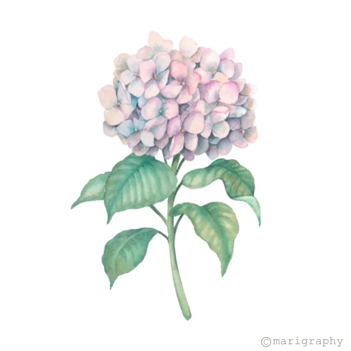 水彩画でお花のイラストを描かせていただきます 〜丁寧なヒアリング〜 温かく優しいタッチが得意です♪ イメージ9