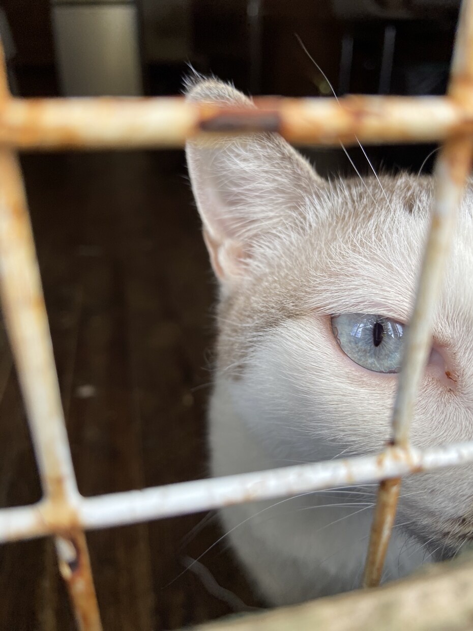 じっとみつめてます 猫好きがあなたに癒しを与えます。動物写真多めです。 イメージ1