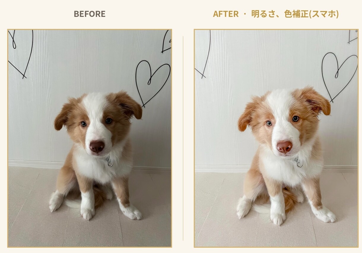 愛犬写真、プロの手仕事で美しく修復、レタッチします イラストではなく本物の写真のまま残したい方へ イメージ4