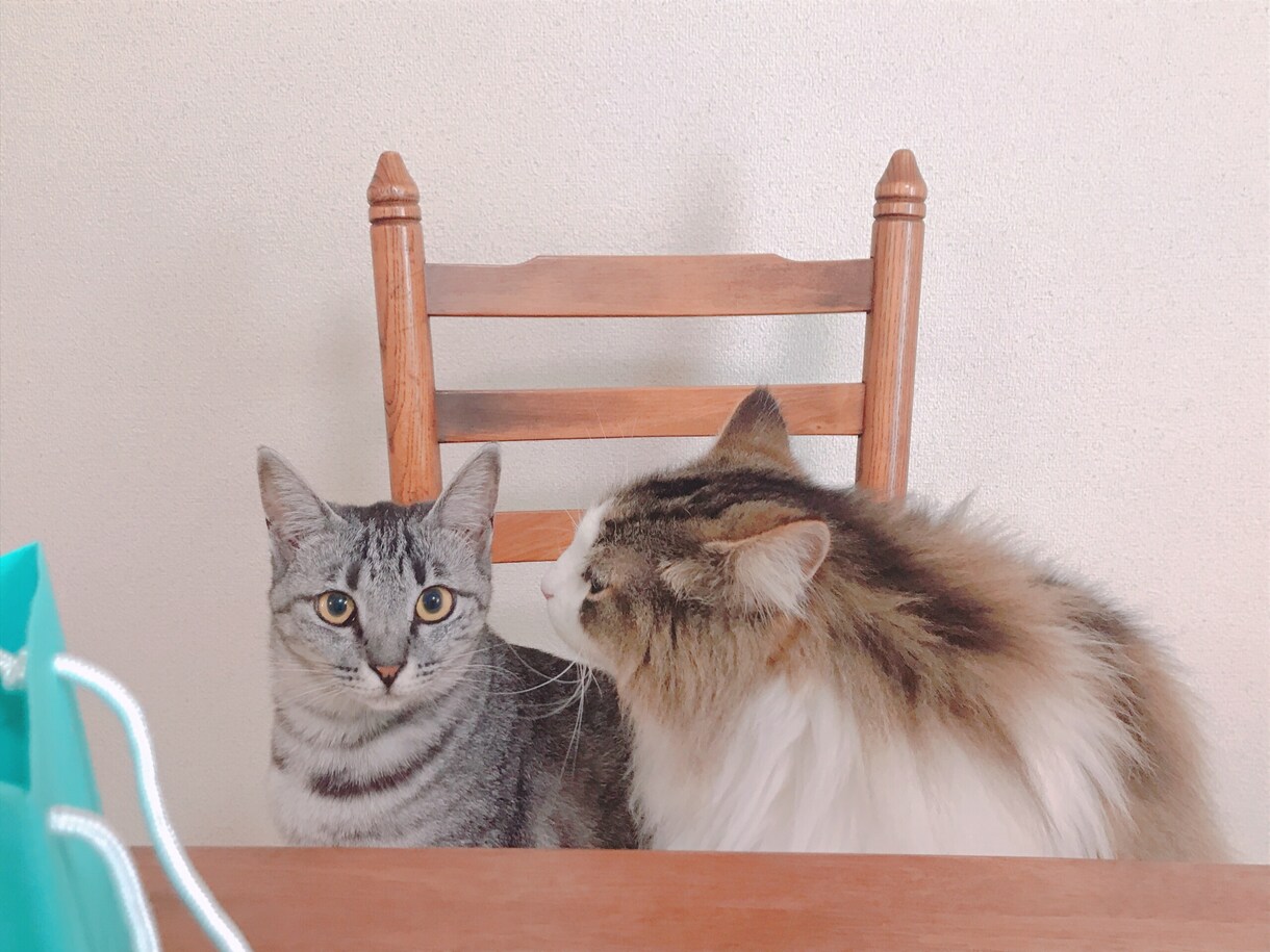 ペットの写真をより魅力的に編集(ペイント)します 拡大しても違和感のない細密な描き込みが得意です イメージ5