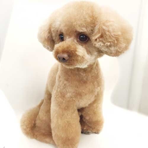 愛犬に似合うカット考えます どんなカットにしようか悩んでいる方へ！！ イメージ1