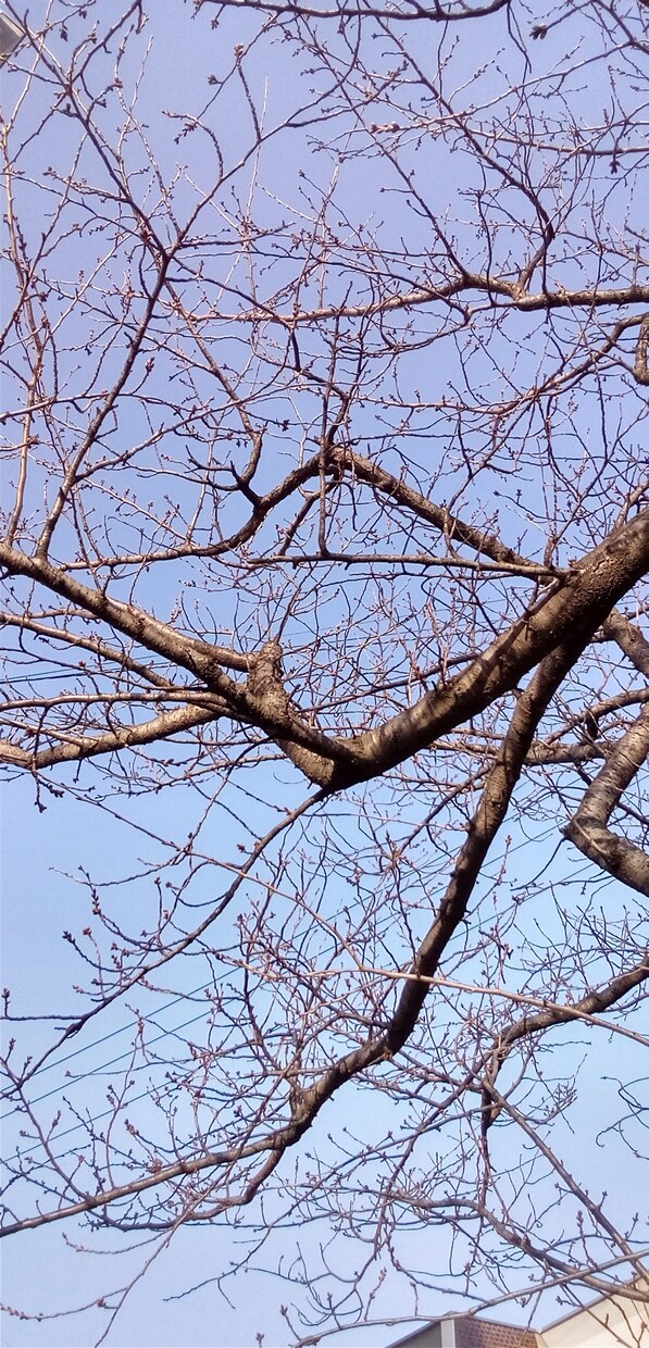 何も意味の無いものも被写体にしたいと思います 青空はお好きですか、やっぱり青空はいいですね。 イメージ8